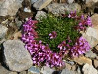 Kissen mit Primelblüten